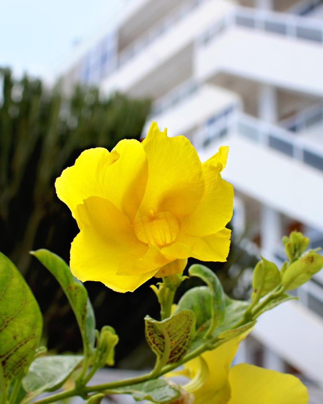 Apartamentos Calma Playa del Ingles  Exterior foto